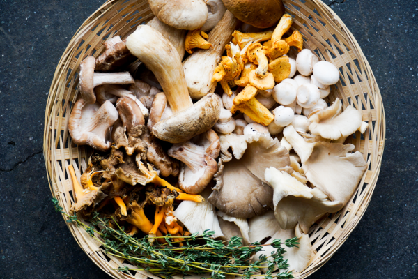 Lindenhoff paddenstoelen Lindenhoff paddenstoelen