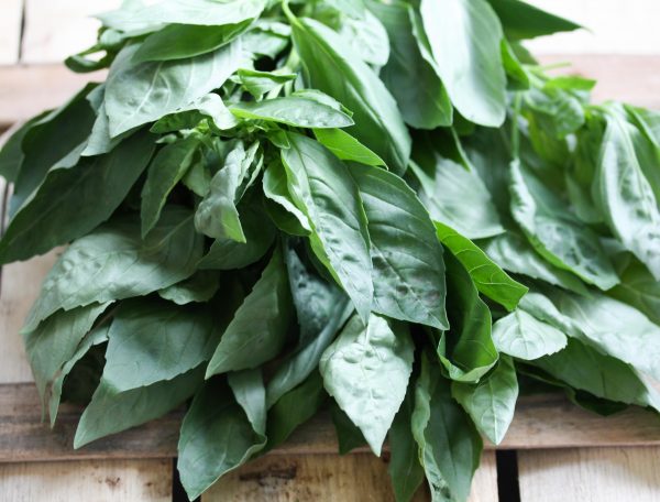 Basilicum 1 Basilicum